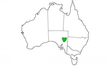 Red Barred Dragons - Amazing Amazon